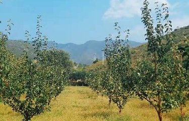 带你来看果香满园