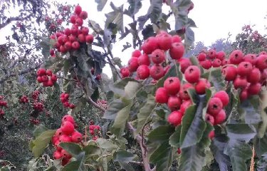 <strong>带你来看果香满园</strong>